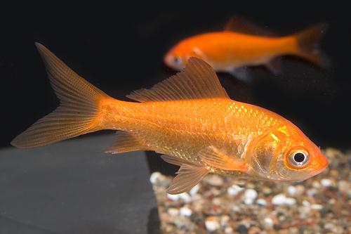 picture of Pond Comet Goldfish Reg                                                                              Carassius auratus