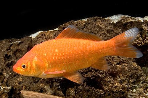 picture of Pond Comet Goldfish M/L                                                                              Carassius auratus
