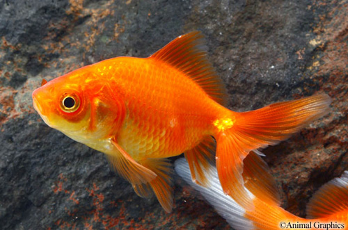 picture of Red Fantail Goldfish Med                                                                             Carassius auratus