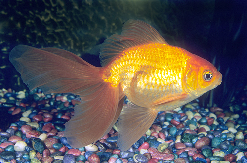 picture of Red Fantail Goldfish Lrg                                                                             Carassius auratus