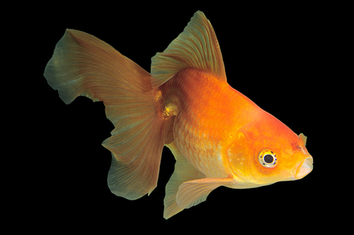picture of Red Fantail Goldfish Xlg                                                                             Carassius auratus