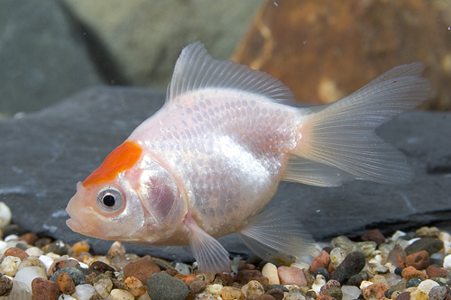 picture of Red Cap Fantail Goldfish Sml                                                                         Carassius auratus