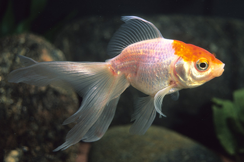 picture of Red & White Fantail Goldfish M/S                                                                     Carassius auratus