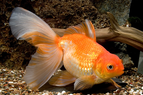 picture of Ryukin Fantail Goldfish Tank Raised Med                                                              Carassius auratus