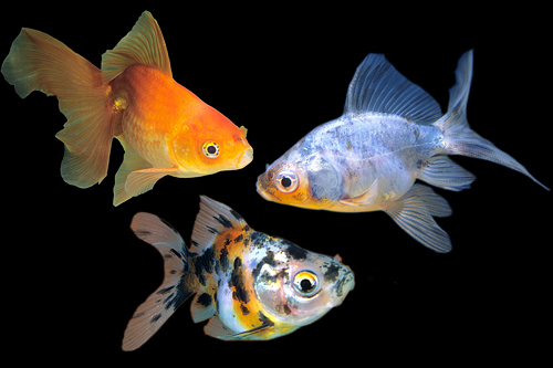 picture of Assorted Fantail Goldfish Tank Raised Med                                                            Carassius auratus