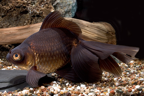picture of Black Moor Goldfish Tank Raised Med                                                                  Carassius auratus