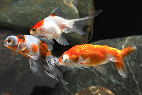 picture of Assorted Import Goldfish Reg                                                                         Carassius auratus