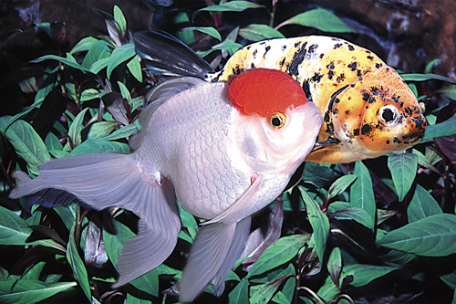 picture of Assorted Import Goldfish Med                                                                         Carassius auratus