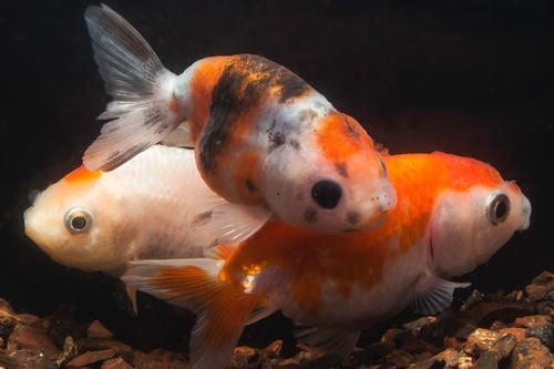 picture of Assorted Lionhead Goldfish Sml                                                                       Carassius auratus