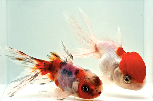 picture of Assorted Oranda Goldfish M/S                                                                         Carassius auratus