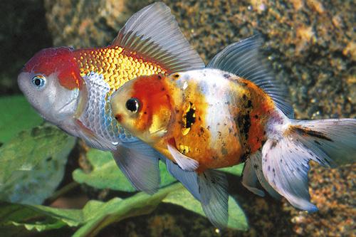 picture of Assorted Oranda Goldfish M/L                                                                         Carassius auratus