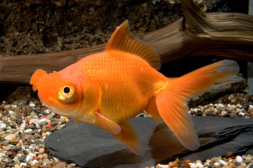 picture of Assorted Pom Pom Oranda Goldfish Reg                                                                 Carassius auratus