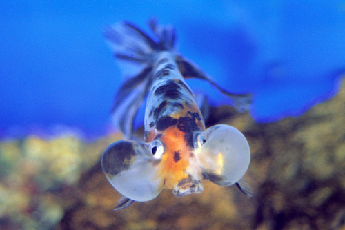 picture of Calico Bubble Eye Goldfish Lrg                                                                       Carassius auratus