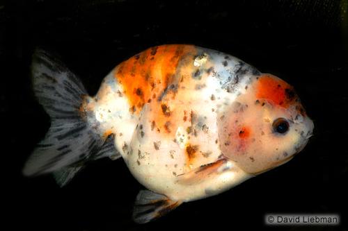 picture of Calico Lionhead Goldfish Sml                                                                         Carassius auratus