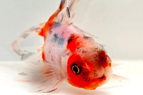 picture of Calico Oranda Goldfish Sml                                                                           Carassius auratus