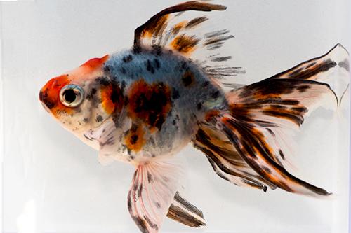 picture of Calico Ryukin Goldfish Reg                                                                           Carassius auratus