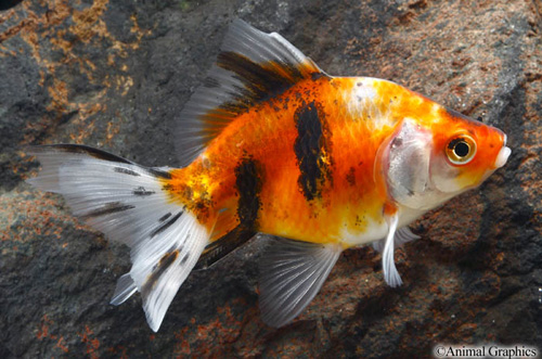 picture of Calico Ryukin Goldfish Lrg                                                                           Carassius auratus