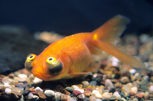 picture of Celestial Eye Goldfish Reg                                                                           Carassius auratus
