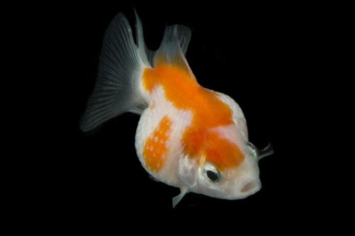 picture of Pearlscale Goldfish M/S                                                                              Carassius auratus