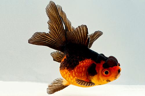 picture of Red & Black Oranda Goldfish M/L                                                                      Carassius auratus