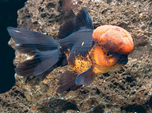 picture of Red & Black Oranda Goldfish Shw                                                                      Carassius auratus