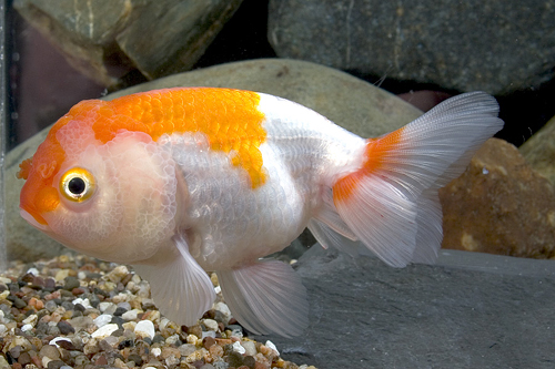 picture of Red & White Lionhead Goldfish Med                                                                    Carassius auratus