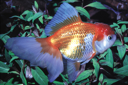 picture of Red & White Oranda Goldfish Sml                                                                      Carassius auratus