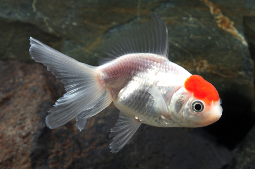picture of Red & White Oranda Goldfish M/S                                                                      Carassius auratus