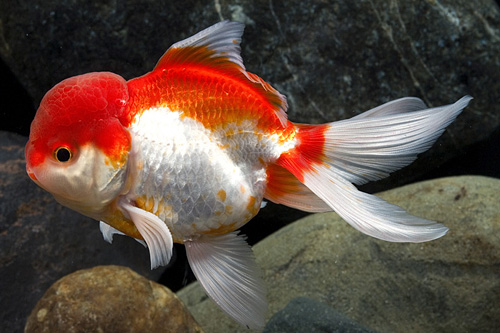 picture of Red & White Oranda Goldfish Med                                                                      Carassius auratus
