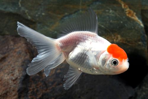 picture of Red & White Oranda Goldfish M/L                                                                      Carassius auratus
