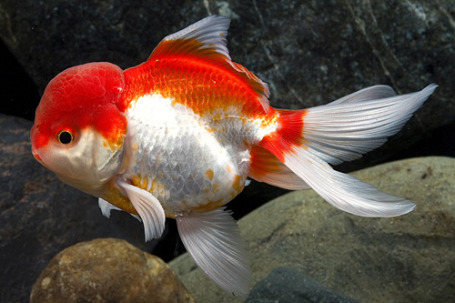 picture of Red & White Oranda Goldfish Lrg                                                                      Carassius auratus