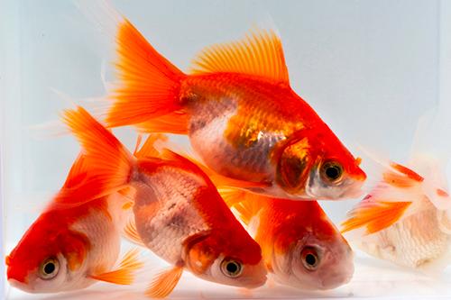 picture of Red & White Ryukin Goldfish Reg                                                                      Carassius auratus