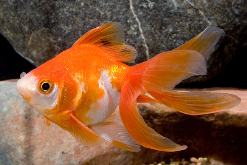 picture of Red & White Ryukin Goldfish Lrg                                                                      Carassius auratus