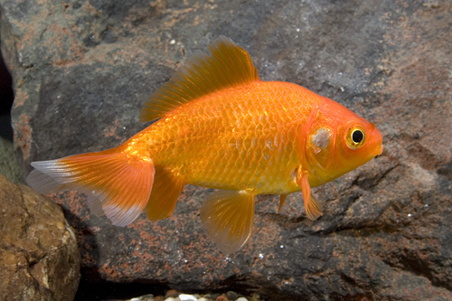 picture of Red & White Wakin Goldfish Med                                                                       Carassius auratus