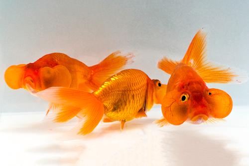 picture of Red Bubble Eye Goldfish M/S                                                                          Carassius auratus