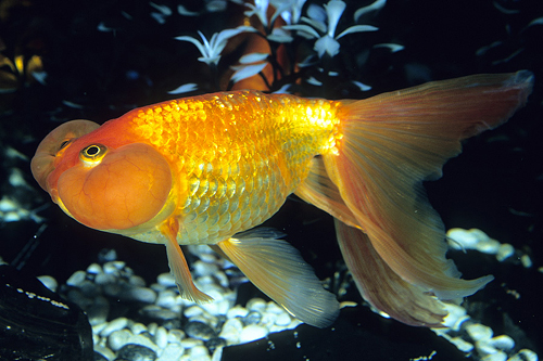 picture of Red Bubble Eye Goldfish Lrg                                                                          Carassius auratus