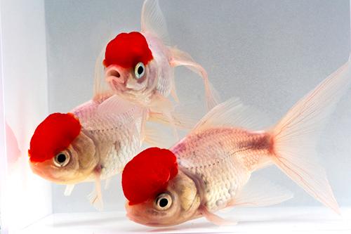 picture of Red Cap Oranda Goldfish M/S                                                                          Carassius auratus