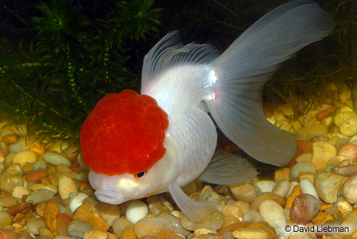 picture of Red Cap Oranda Goldfish Lrg                                                                          Carassius auratus