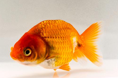 picture of Red Lionhead Goldfish Sml                                                                            Carassius auratus