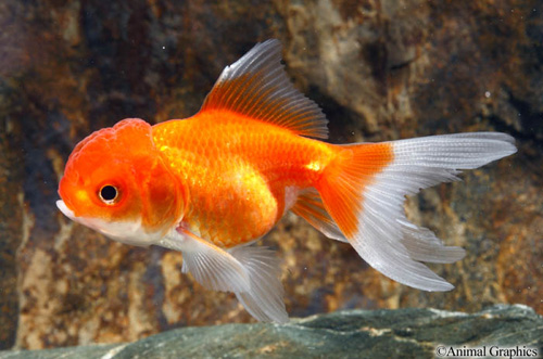 picture of Red Oranda Goldfish Sml                                                                              Carassius auratus