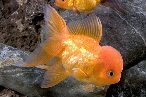 picture of Red Oranda Goldfish M/S                                                                              Carassius auratus