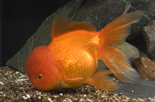 picture of Red Oranda Goldfish Xlg                                                                              Carassius auratus