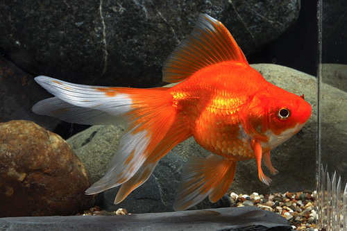 picture of Red Ryukin Goldfish Med                                                                              Carassius auratus