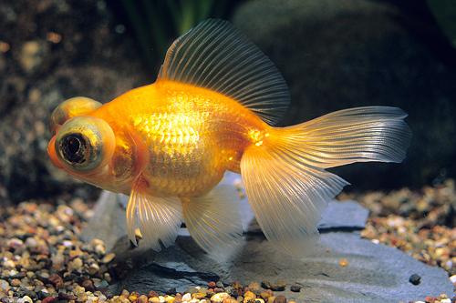 picture of Red Telescope Goldfish Sml                                                                           Carassius auratus
