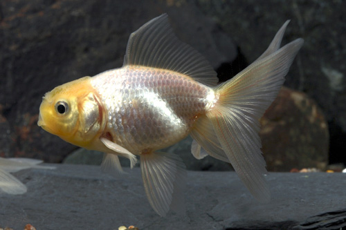 picture of Lemon Oranda Goldfish Sml                                                                            Carassius auratus