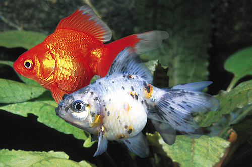 picture of Assorted Ryukin Goldfish M/S                                                                         Carassius auratus