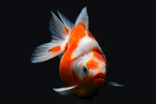 picture of Assorted Short Tail Ryukin Goldfish Med                                                              Carassius auratus