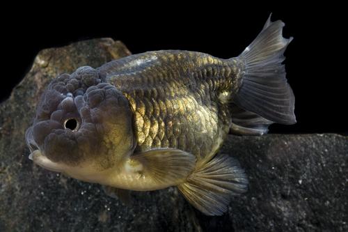picture of Black Lionhead Goldfish Sml                                                                          Carassius auratus