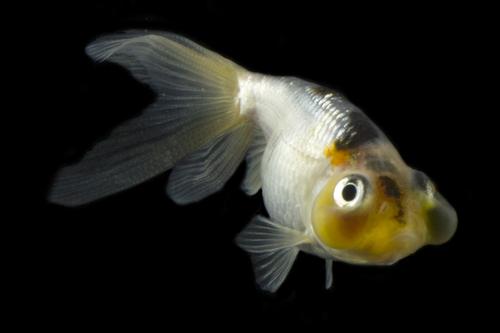picture of Blue Bubble Eye Goldfish Reg                                                                         Carassius auratus