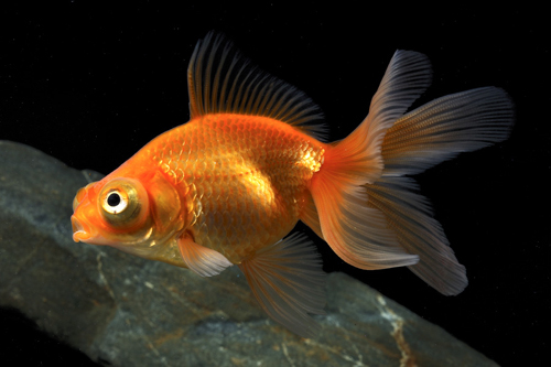 picture of Red Butterfly Telescope Goldfish Reg                                                                 Carassius auratus